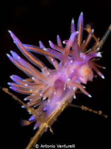 Loads of color..really close to this Flabellina in the se... by Antonio Venturelli 